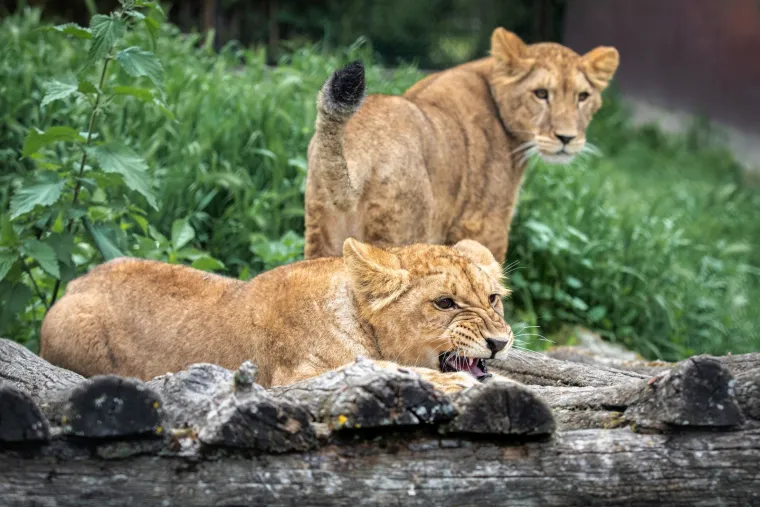 Iske&scaron;eni očnjaci i pogled predatora: Zavirite u svakodnevicu osječkog zoolo&scaron;kog vrta