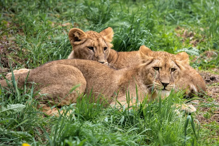 Iske&scaron;eni očnjaci i pogled predatora: Zavirite u svakodnevicu osječkog zoolo&scaron;kog vrta