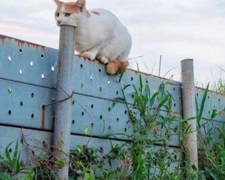 VOLITE LI MOZGALICE? Donosimo 40 genijalnih optičkih iluzija i svaka vam čast ako ih odreda bez puno muke uspijete rije&scaron;iti