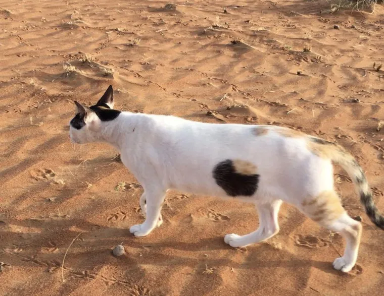 VOLITE LI MOZGALICE? Donosimo 40 genijalnih optičkih iluzija i svaka vam čast ako ih odreda bez puno muke uspijete rije&scaron;iti
