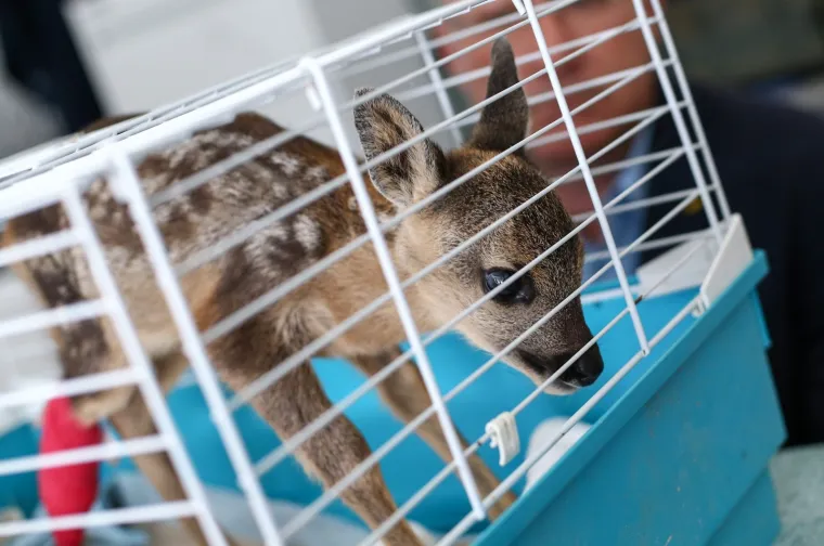 Malo i krhko lane ozlijeđeno prilikom košnje: Trenutno se oporavlja u Zoološkom vrtu Zagreb