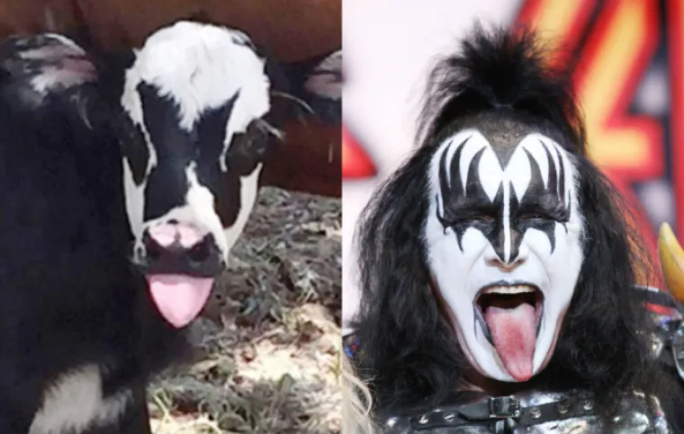 I mi u Hrvatskoj primjera imamo, upoznajte mačku Mesića i psića Mrak-Tarita&scaron;