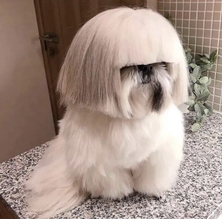 I mi u Hrvatskoj primjera imamo, upoznajte mačku Mesića i psića Mrak-Tarita&scaron;