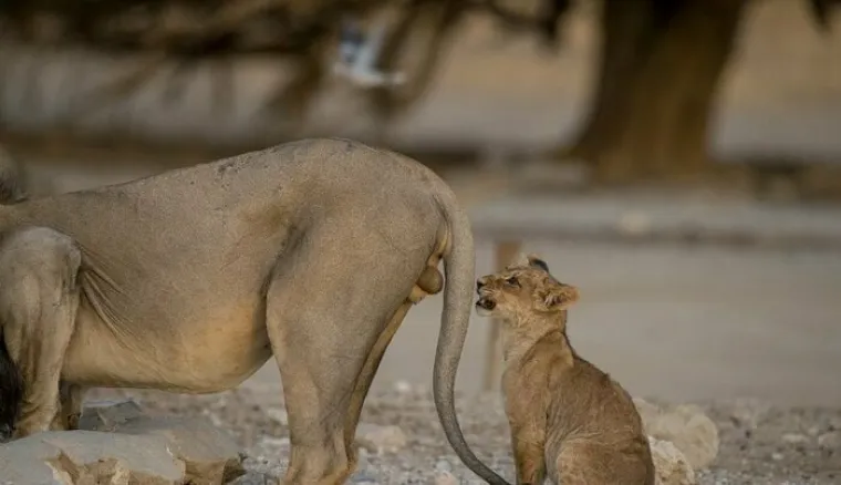 OSJEĆATE LI NA OVIM FOTKAMA SRDŽBU I BOL? Nastale su trenutak uoči potpunih katastrofa