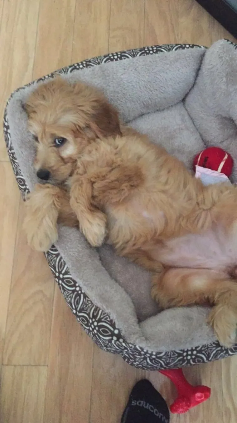 Svi su odreda uhvaćeni su u zločinu, ali ni&scaron;ta ovi slatki&scaron;i ne znaju i nisu odavde