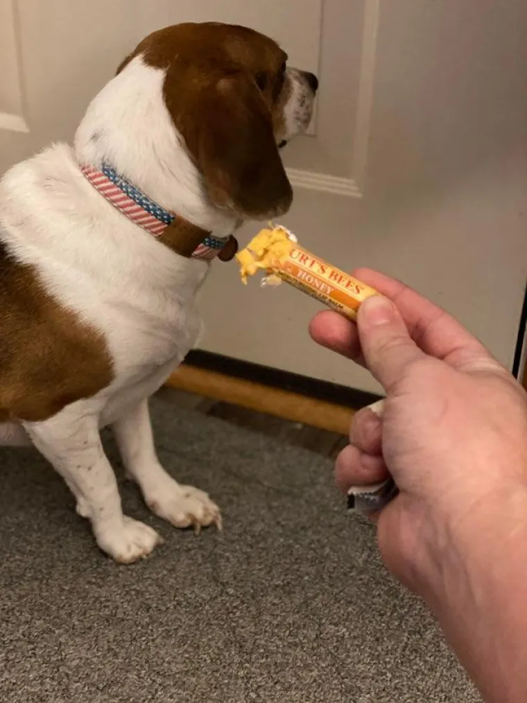 Svi su odreda uhvaćeni su u zločinu, ali ni&scaron;ta ovi slatki&scaron;i ne znaju i nisu odavde