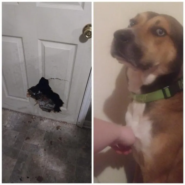 Svi su odreda uhvaćeni su u zločinu, ali ni&scaron;ta ovi slatki&scaron;i ne znaju i nisu odavde