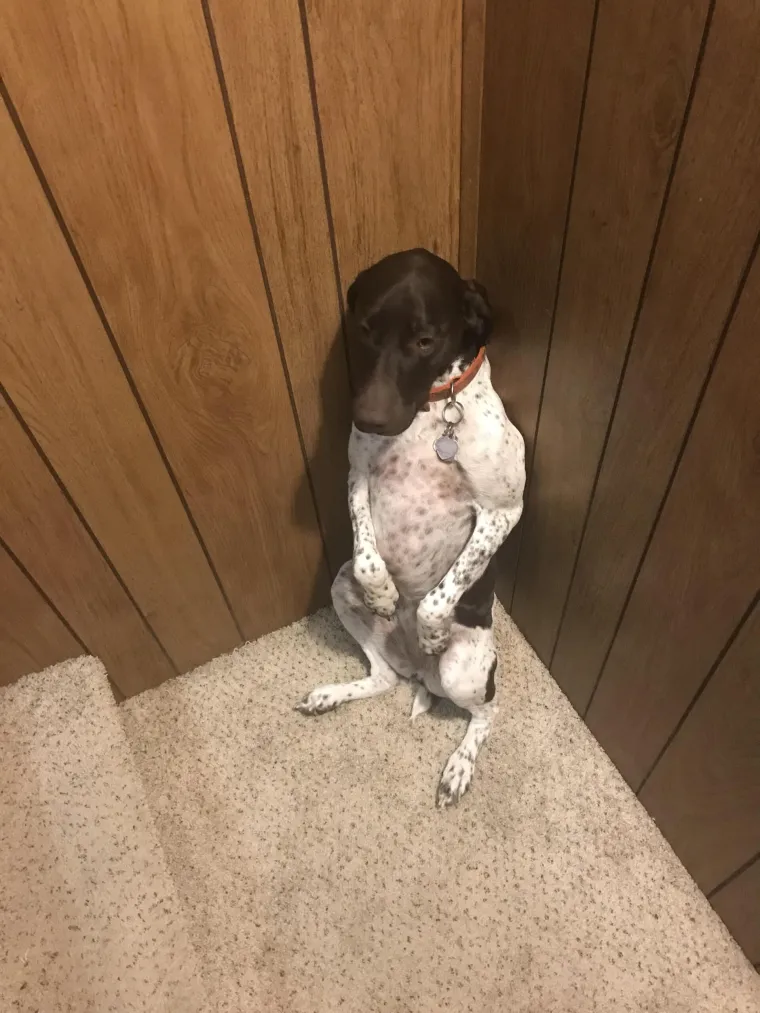 Svi su odreda uhvaćeni su u zločinu, ali ni&scaron;ta ovi slatki&scaron;i ne znaju i nisu odavde