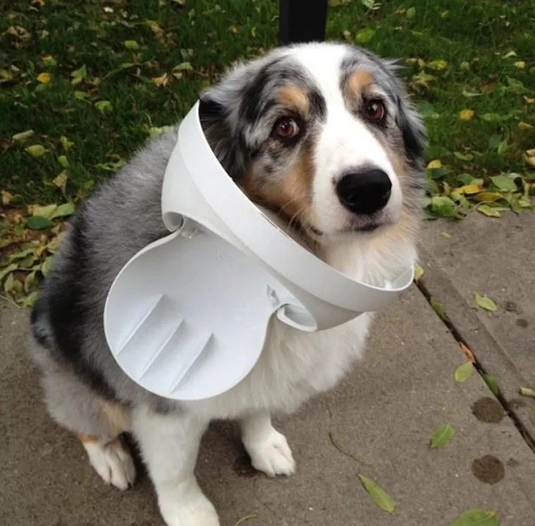 Svi su odreda uhvaćeni su u zločinu, ali ni&scaron;ta ovi slatki&scaron;i ne znaju i nisu odavde