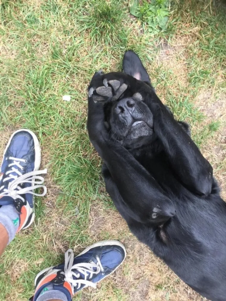 Svi su odreda uhvaćeni su u zločinu, ali ni&scaron;ta ovi slatki&scaron;i ne znaju i nisu odavde