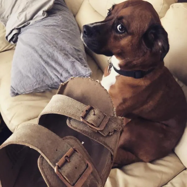 Svi su odreda uhvaćeni su u zločinu, ali ni&scaron;ta ovi slatki&scaron;i ne znaju i nisu odavde