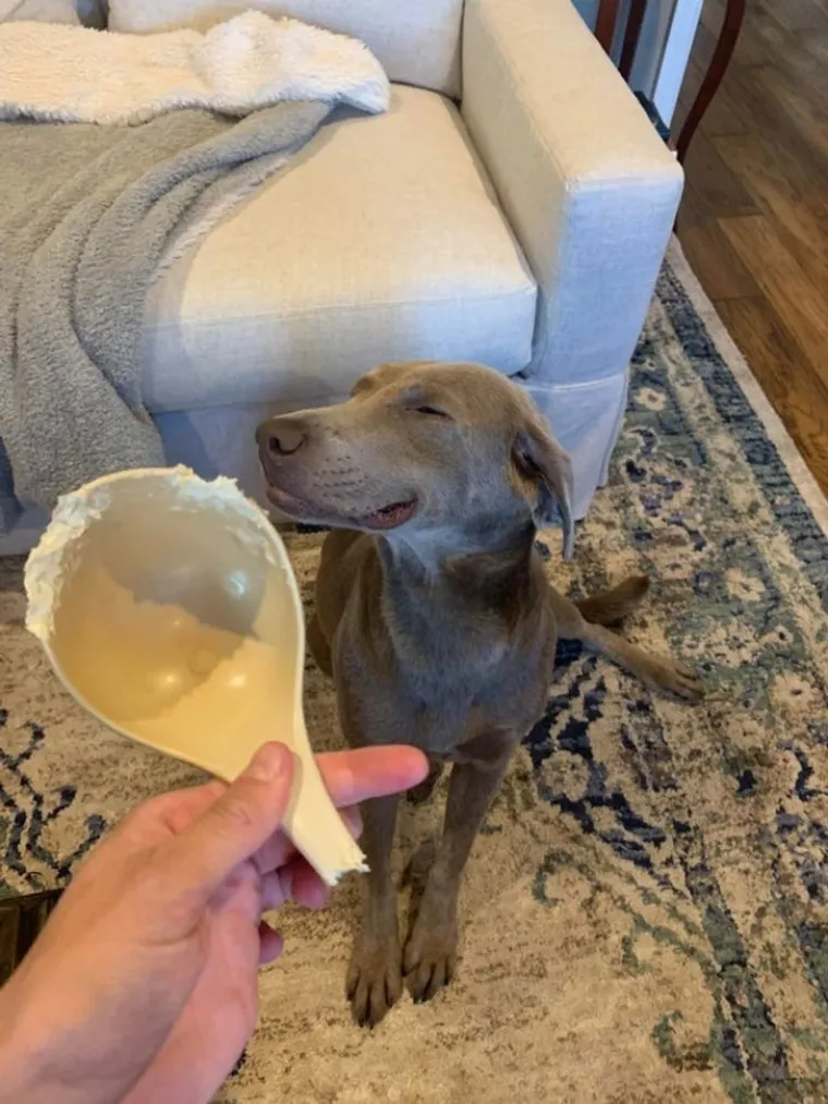 Svi su odreda uhvaćeni su u zločinu, ali ni&scaron;ta ovi slatki&scaron;i ne znaju i nisu odavde