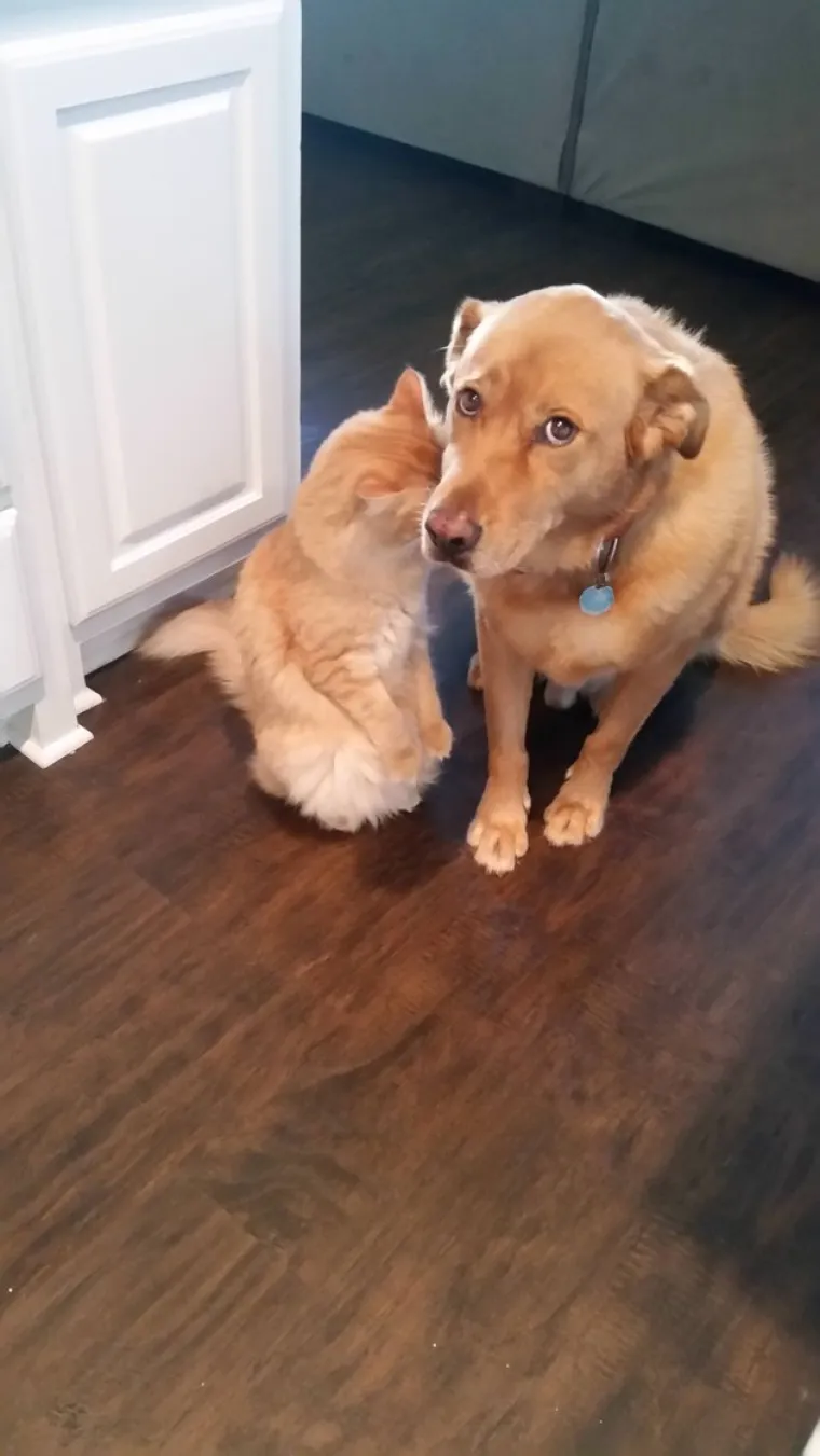 Svi su odreda uhvaćeni su u zločinu, ali ni&scaron;ta ovi slatki&scaron;i ne znaju i nisu odavde