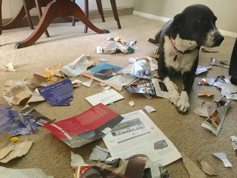 Svi su odreda uhvaćeni su u zločinu, ali ni&scaron;ta ovi slatki&scaron;i ne znaju i nisu odavde