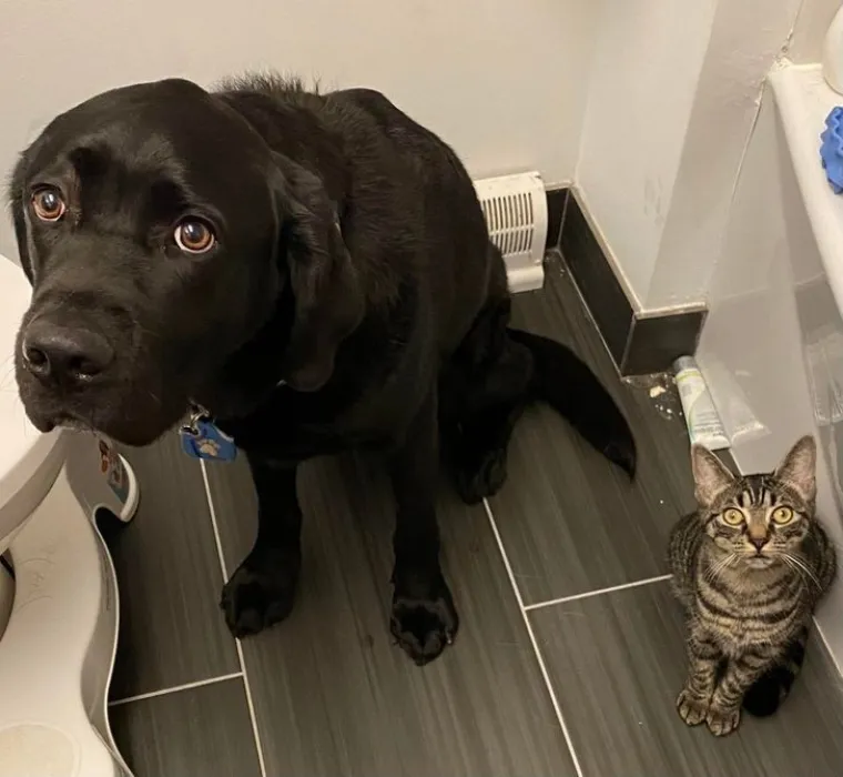 Svi su odreda uhvaćeni su u zločinu, ali ni&scaron;ta ovi slatki&scaron;i ne znaju i nisu odavde