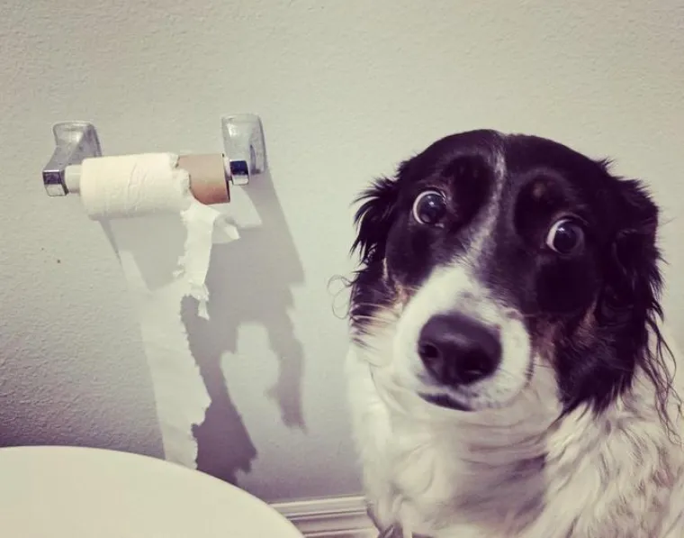 Svi su odreda uhvaćeni su u zločinu, ali ni&scaron;ta ovi slatki&scaron;i ne znaju i nisu odavde