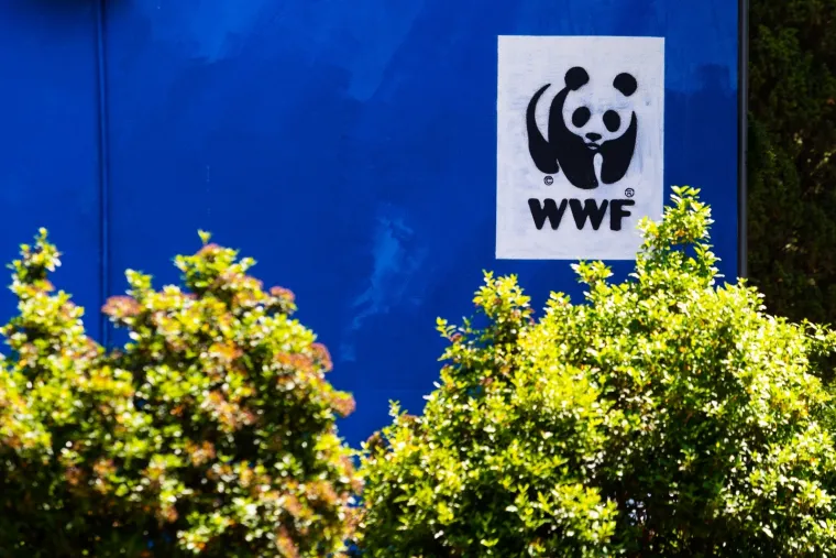 Dočekali su 'najvećeg malog morskog puža', oslikali im 300 metara četvornih veliku sliku pužića inače veličine tek 12 mm