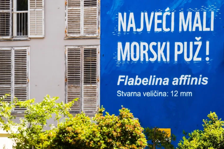 Dočekali su 'najvećeg malog morskog puža', oslikali im 300 metara četvornih veliku sliku pužića inače veličine tek 12 mm