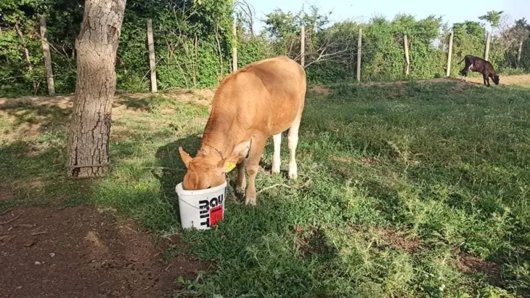 Sinjani užasnuti nehumano&scaron;ću! Akciji spa&scaron;avanja životinja priključio se i Miro Bulj: 'Ovo vi&scaron;e neću tolerirati'