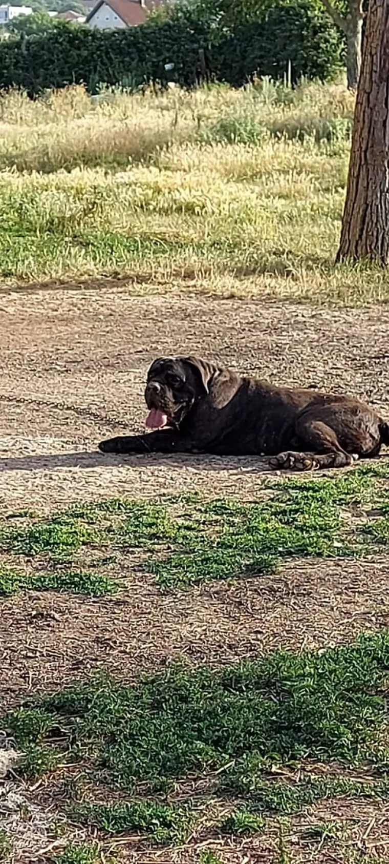 Sinjani užasnuti nehumano&scaron;ću! Akciji spa&scaron;avanja životinja priključio se i Miro Bulj: 'Ovo vi&scaron;e neću tolerirati'