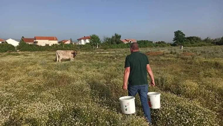 Sinjani užasnuti nehumano&scaron;ću! Akciji spa&scaron;avanja životinja priključio se i Miro Bulj: 'Ovo vi&scaron;e neću tolerirati'