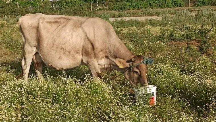 Sinjani užasnuti nehumano&scaron;ću! Akciji spa&scaron;avanja životinja priključio se i Miro Bulj: 'Ovo vi&scaron;e neću tolerirati'