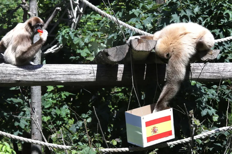 Kent odabrao pobjedu Španjolske nad Hrvatskom