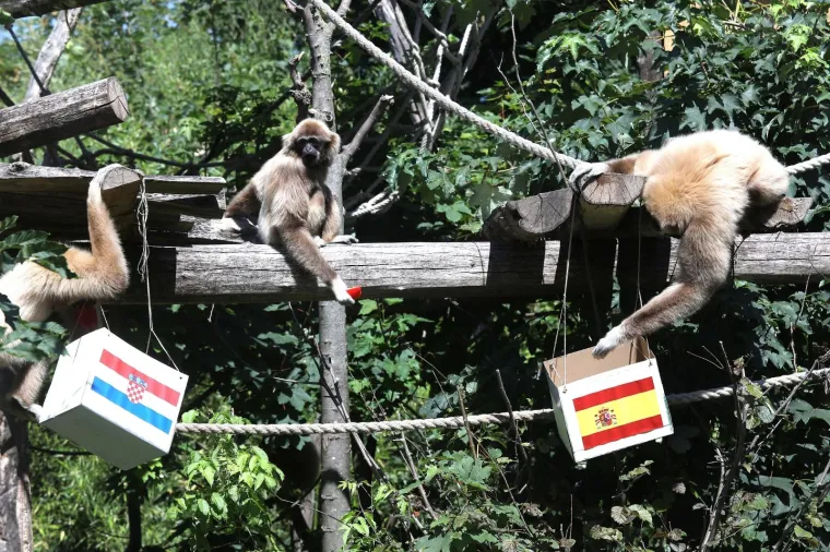 Kent odabrao pobjedu &Scaron;panjolske nad Hrvatskom