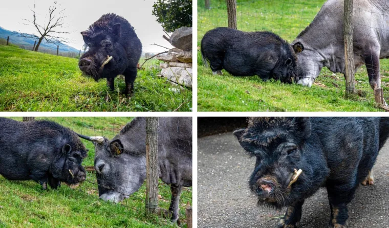 On je vijetnamska svinja i zove se Đoko, a ona je bo&scaron;karinka Linda: U Istri se rodilo nevjerojatno prijateljstvo...