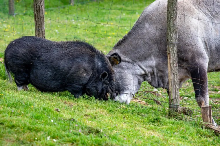 On je vijetnamska svinja i zove se Đoko, a ona je bo&scaron;karinka Linda: U Istri se rodilo nevjerojatno prijateljstvo...
