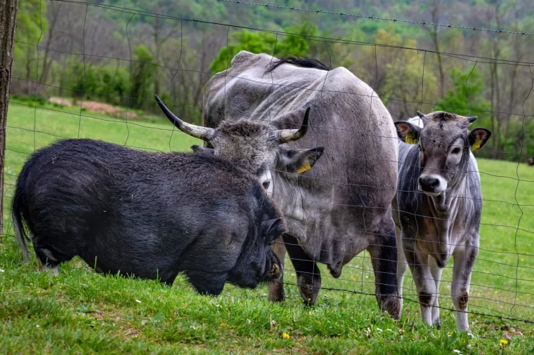On je vijetnamska svinja i zove se Đoko, a ona je bo&scaron;karinka Linda: U Istri se rodilo nevjerojatno prijateljstvo...
