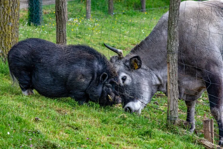 On je vijetnamska svinja i zove se Đoko, a ona je bo&scaron;karinka Linda: U Istri se rodilo nevjerojatno prijateljstvo...