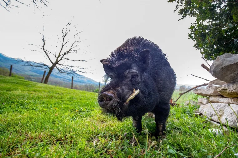 On je vijetnamska svinja i zove se Đoko, a ona je bo&scaron;karinka Linda: U Istri se rodilo nevjerojatno prijateljstvo...