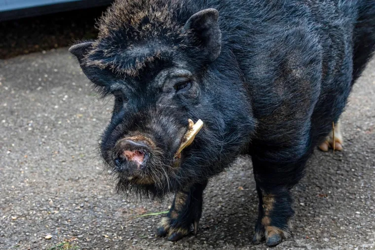 On je vijetnamska svinja i zove se Đoko, a ona je bo&scaron;karinka Linda: U Istri se rodilo nevjerojatno prijateljstvo...