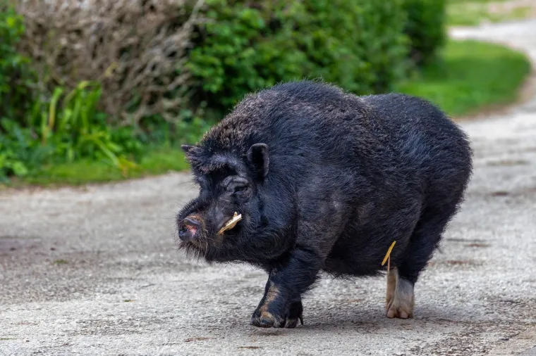 On je vijetnamska svinja i zove se Đoko, a ona je bo&scaron;karinka Linda: U Istri se rodilo nevjerojatno prijateljstvo...