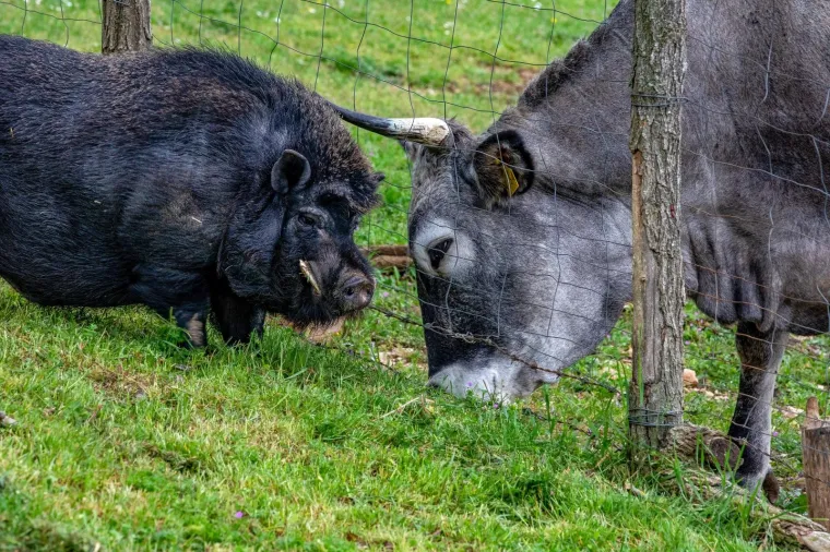 On je vijetnamska svinja i zove se Đoko, a ona je bo&scaron;karinka Linda: U Istri se rodilo nevjerojatno prijateljstvo...