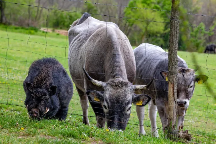 On je vijetnamska svinja i zove se Đoko, a ona je bo&scaron;karinka Linda: U Istri se rodilo nevjerojatno prijateljstvo...
