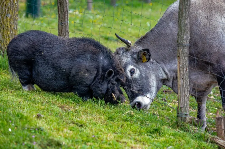 On je vijetnamska svinja i zove se Đoko, a ona je bo&scaron;karinka Linda: U Istri se rodilo nevjerojatno prijateljstvo...