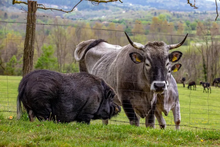 On je vijetnamska svinja i zove se Đoko, a ona je bo&scaron;karinka Linda: U Istri se rodilo nevjerojatno prijateljstvo...