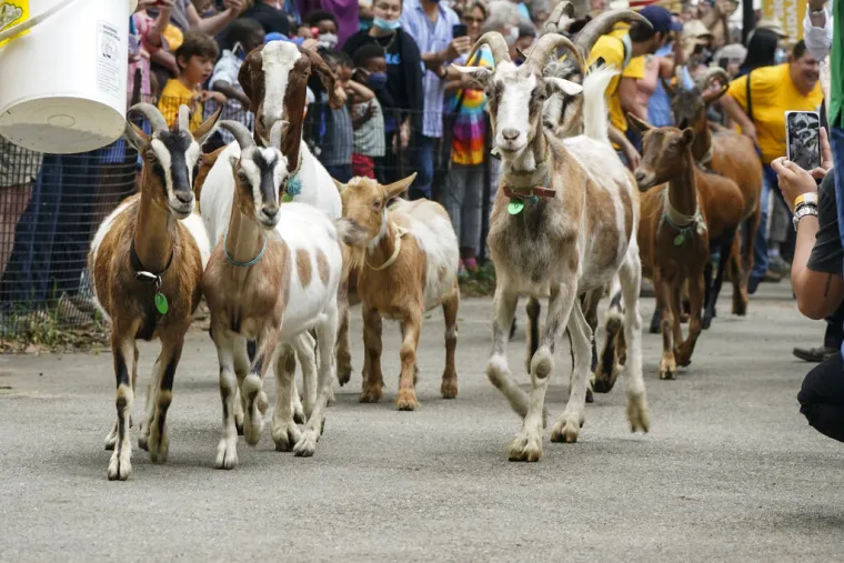 Koze u centru New Yorka: 'Zdravo za koze i dobro za okoli&scaron;. Ostat će tamo do kraja kolovoza'