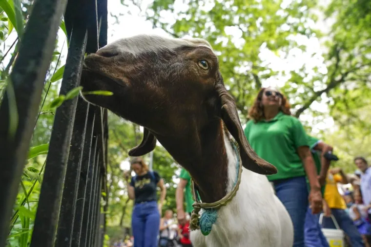 Koze u centru New Yorka: 'Zdravo za koze i dobro za okoli&scaron;. Ostat će tamo do kraja kolovoza'