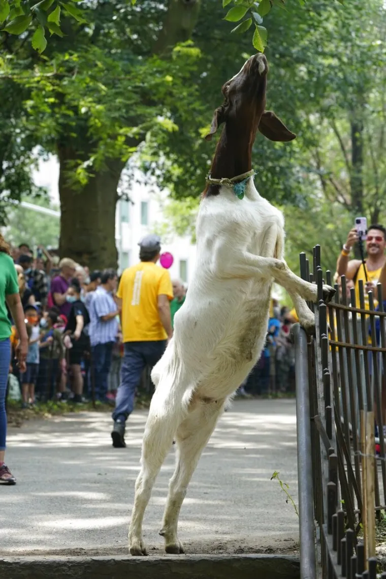 Koze u centru New Yorka: 'Zdravo za koze i dobro za okoli&scaron;. Ostat će tamo do kraja kolovoza'