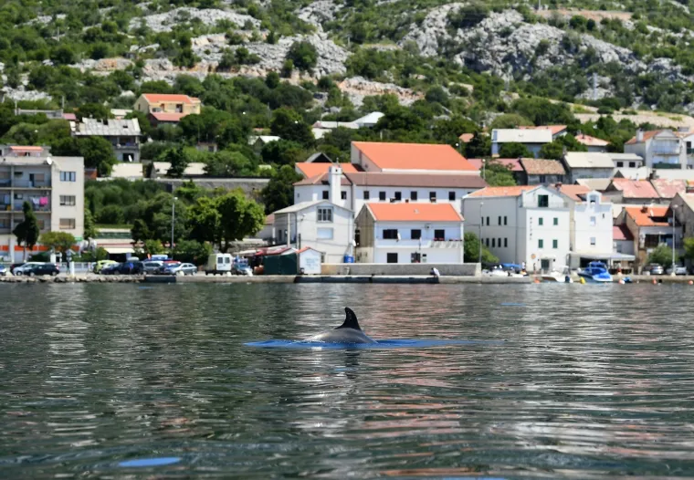 Prekrasni prizori tope srca: Majka i beba dupin 'svratili' do Karlobaga pa se ondje i zaigrali