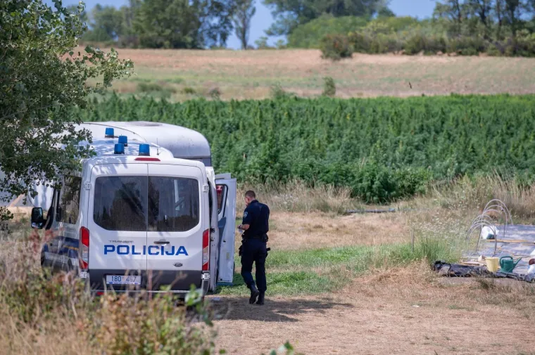 Otkrivena jedna od najvećih plantaža marihuane u Hrvatskoj