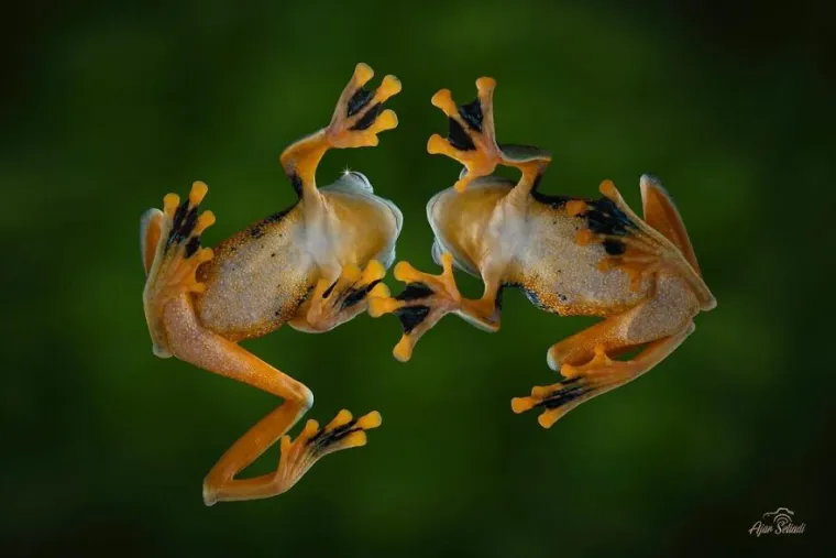Čudesan svijet: Fotograf ulovio spektakularne trenutke iz prirode, pogledajte ove magične prizore