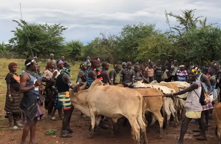 8. Skakanje preko bikova, bez odjeće (Etiopija): Ovo je obvezan napraviti svaki mladić koji se želi vjenčati. Bez ijednog komada odjeće na sebi, mora poku&scaron;ati četiri puta prijeći preko bikovh leđa, bez pada. Ako ipak padne, mora ostati dječak jo&scaron; godinu dana, dakle, ne smije se ženiti. 