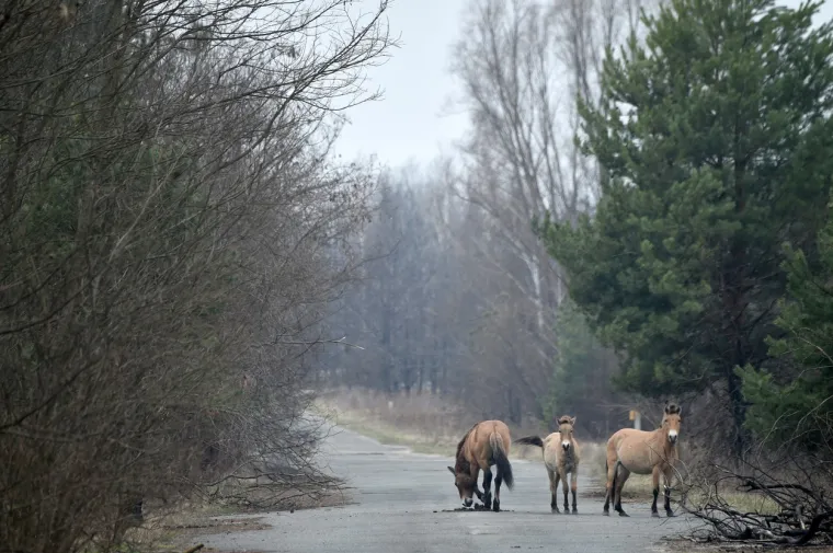 9. Životinje s mutacijama: Desetak godina nakon katastrofe, neke životinje oko Černobila rođene su s velikim manama poput više glava, njuški, nogu. Pronađene su mačke s dva lica, janje s osam nogu, tele s dva lica kao i tele kojemu noge rastu iz leđa.