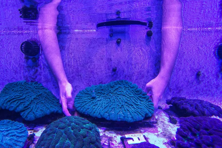Znanstvenici se pitaju koja bolest već sedmu godinu uništava koraljne grebene kod Floride. Čini se da je trenutno jedini spas premještanje koralja u laboratorije gdje bi trebali preživjeti razornu podvodnu epidemiju.