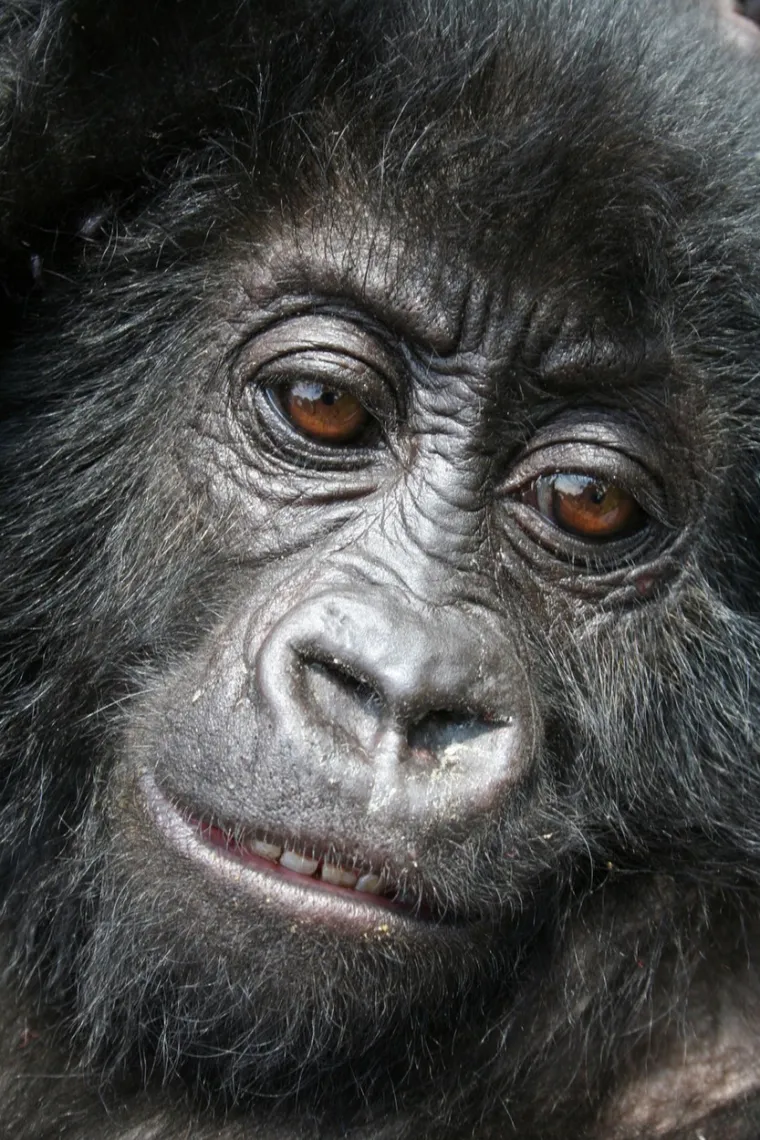 Uginula najpoznatija gorila na svijetu: Njezine luckaste fotobombe bile su glavni hit, sigurno se sjećate ovih prizora