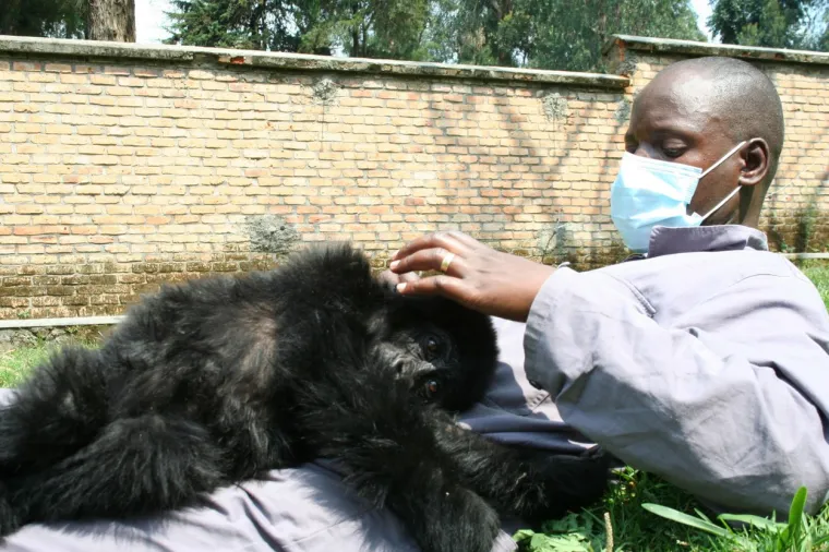 Uginula najpoznatija gorila na svijetu: Njezine luckaste fotobombe bile su glavni hit, sigurno se sjećate ovih prizora